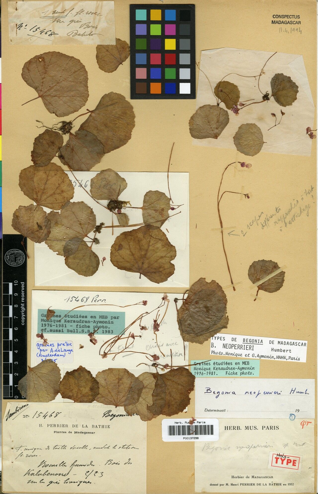 Begonia neoperrieri — houseplant care guide