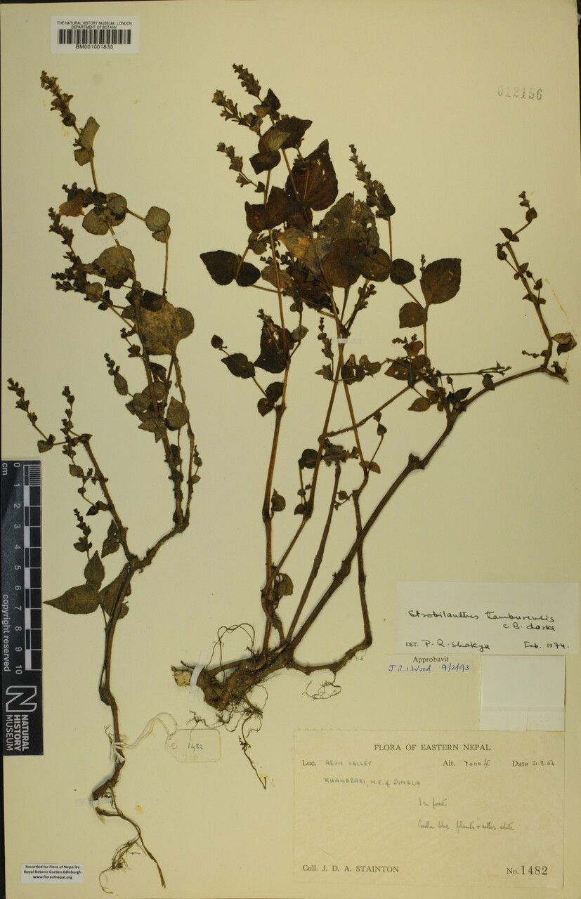 Strobilanthes tamburensis other