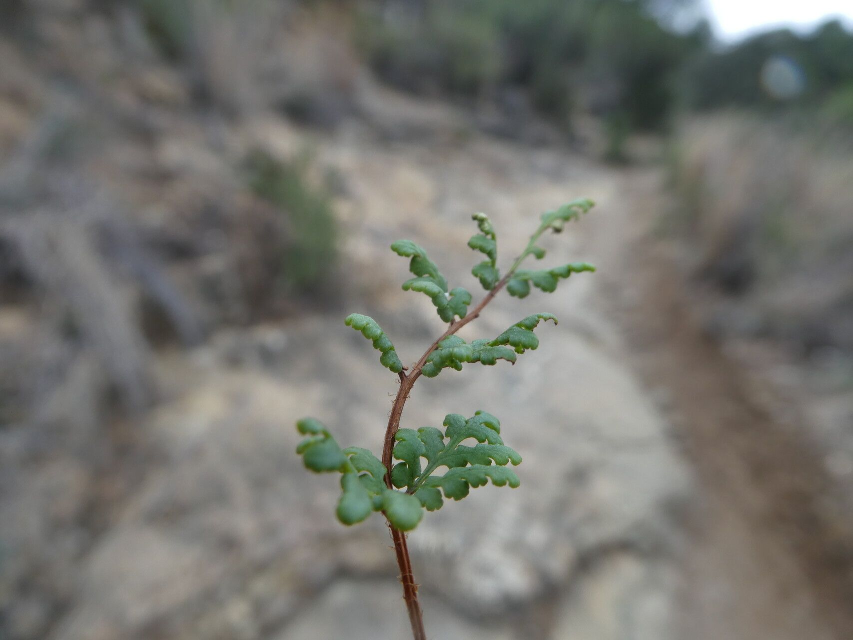 Hemionitis pteridioides — search result for 'Hemionitis'