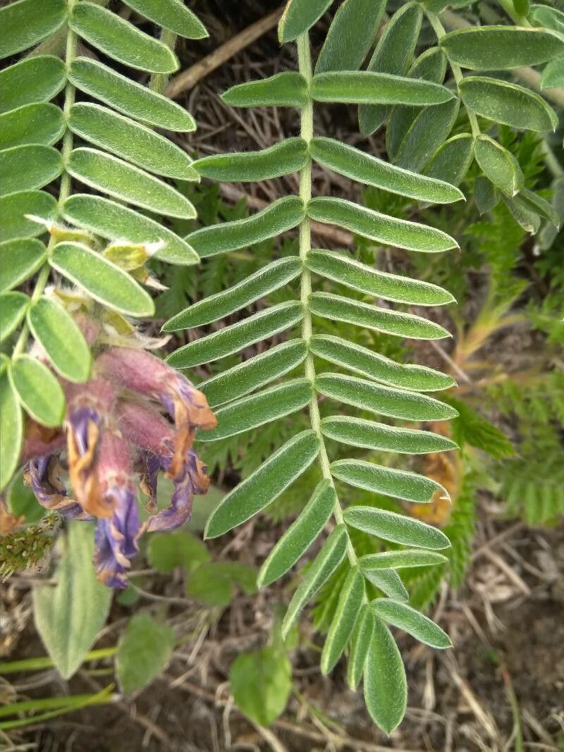 Oxytropis strobilacea — houseplant care guide
