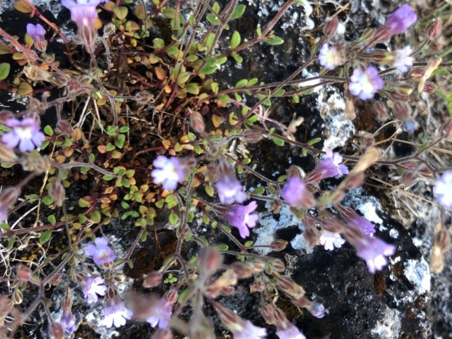 Chaenorrhinum origanifolium — houseplant care guide