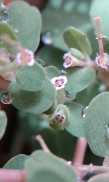 Euphorbia chamaesyce flower