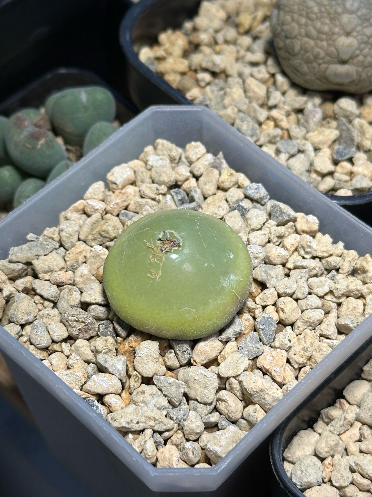 Conophytum burgeri leaf