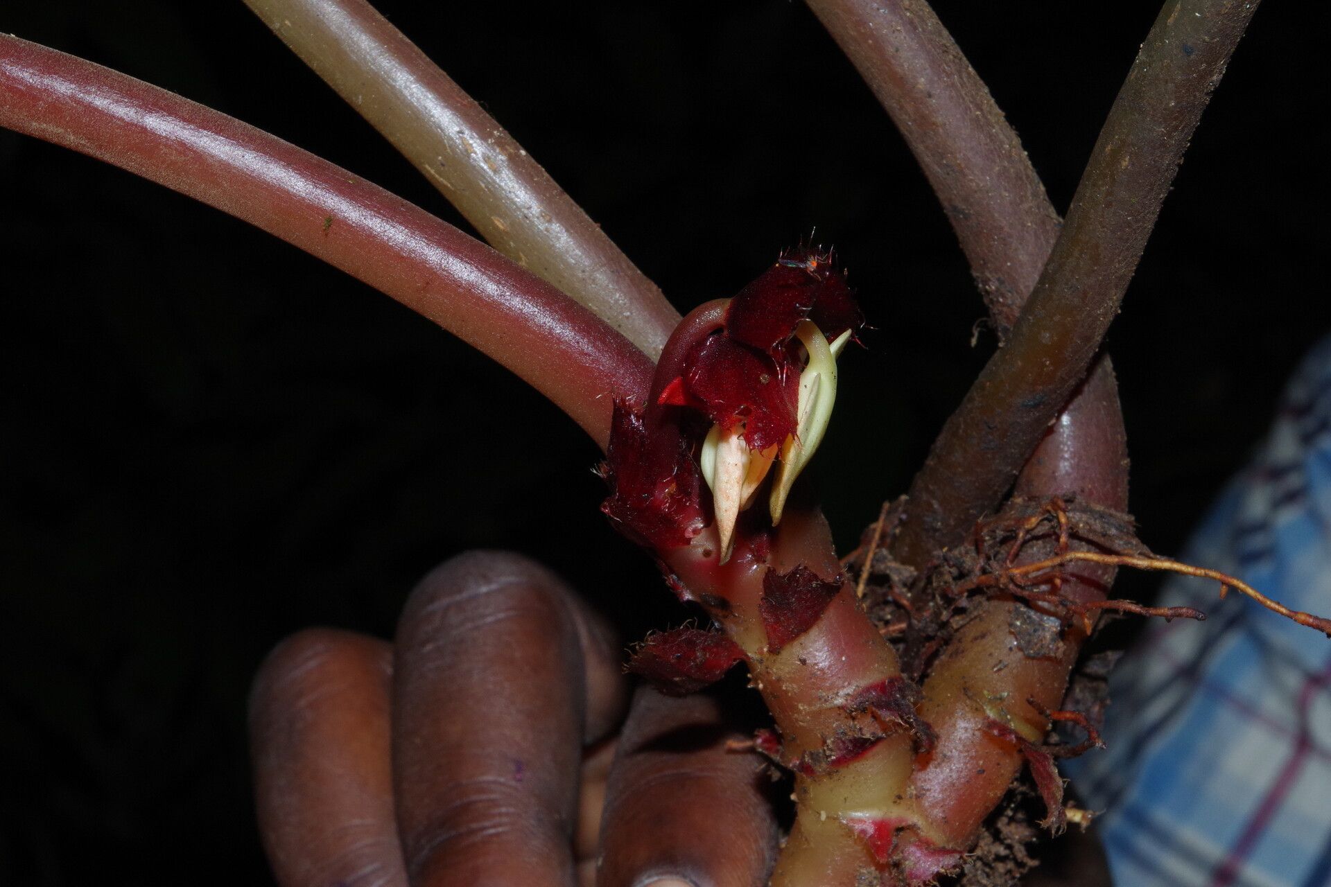 Begonia scapigera flower