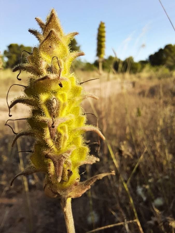 Bartsia trixago fruit