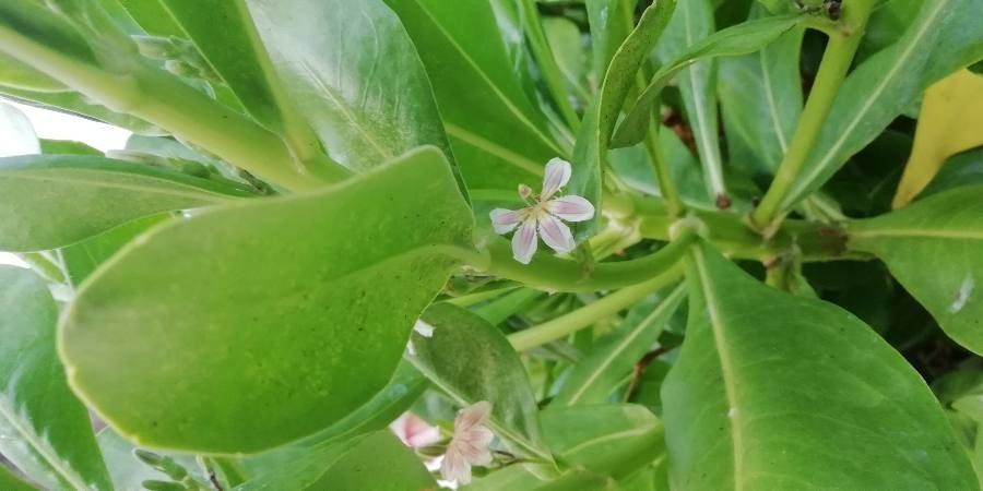 Scaevola coriacea flower
