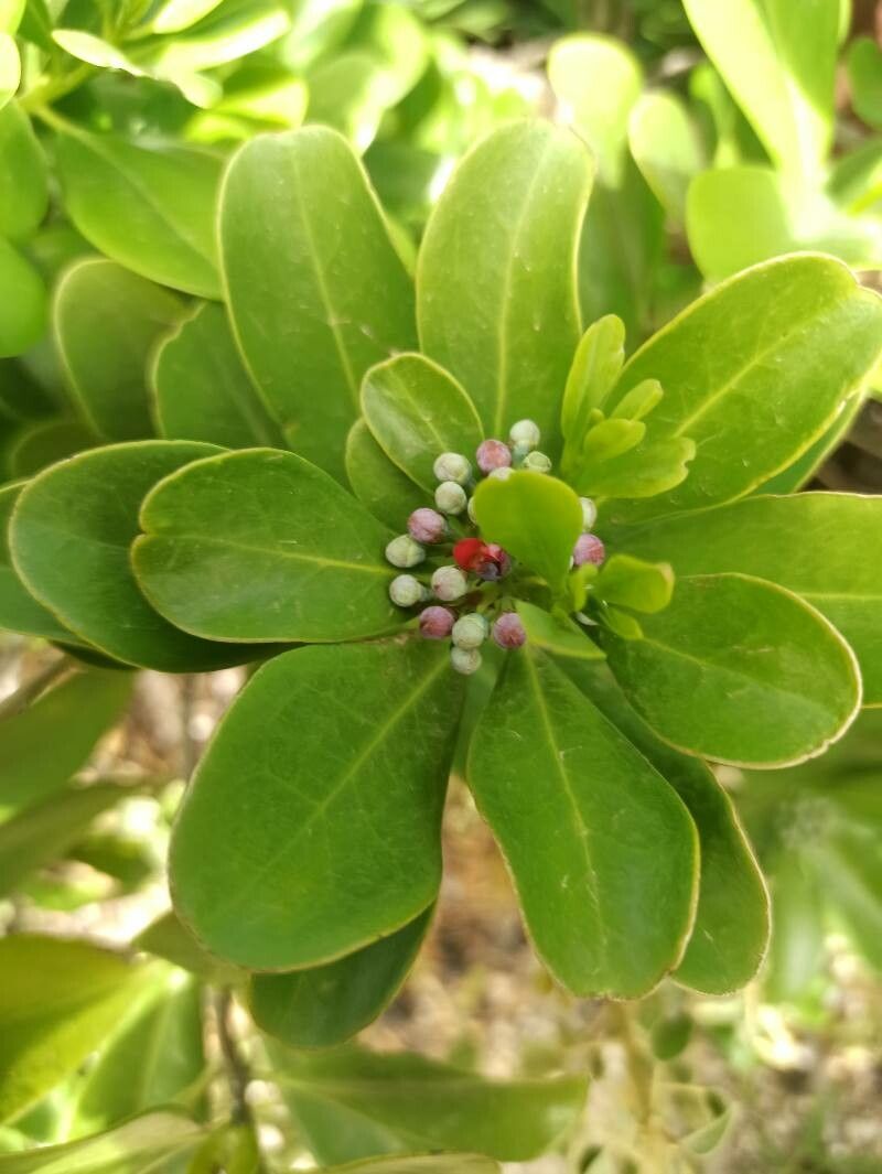 Canella winterana flower