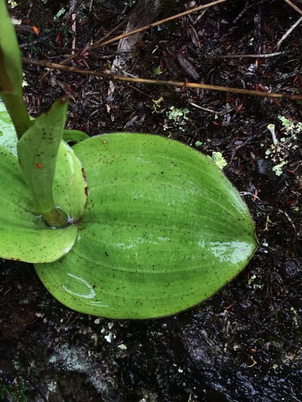 Satyrium amoenum leaf