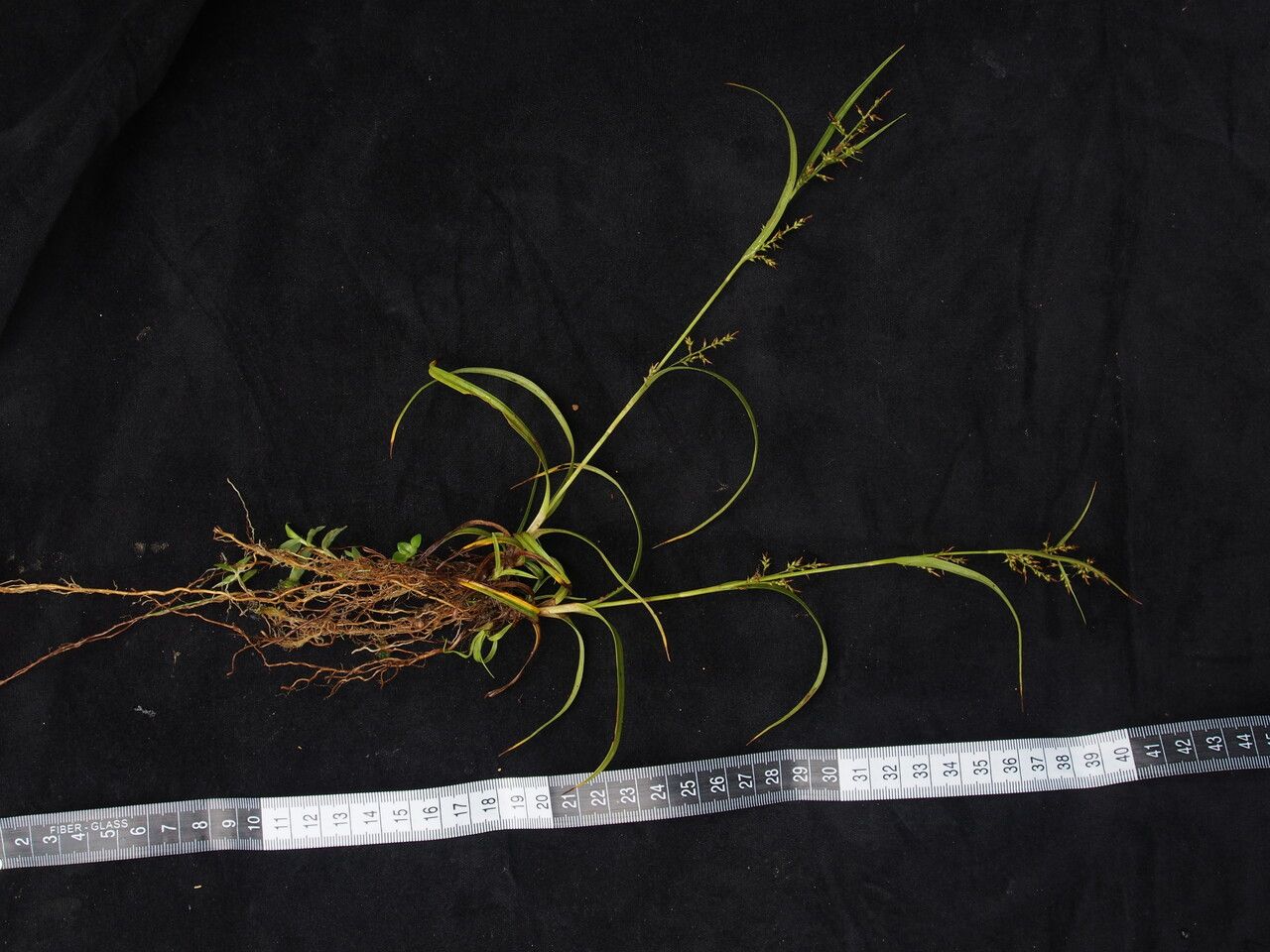 Carex filicina habit