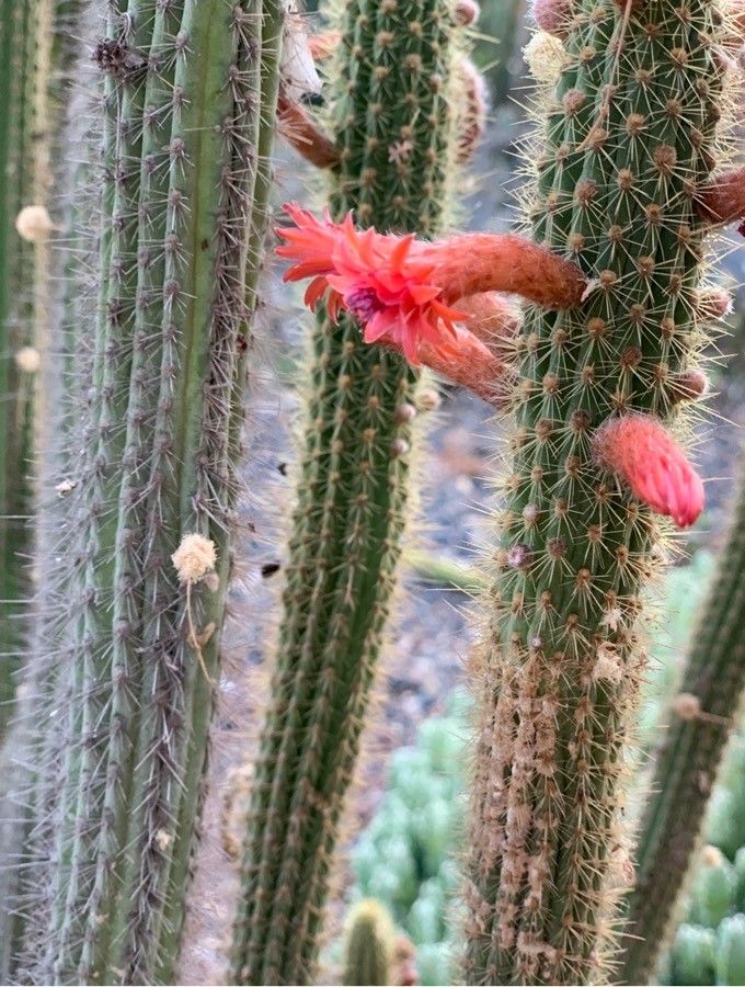 Cleistocactus samaipatanus leaf