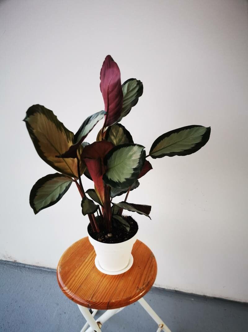 Calathea picturata bark