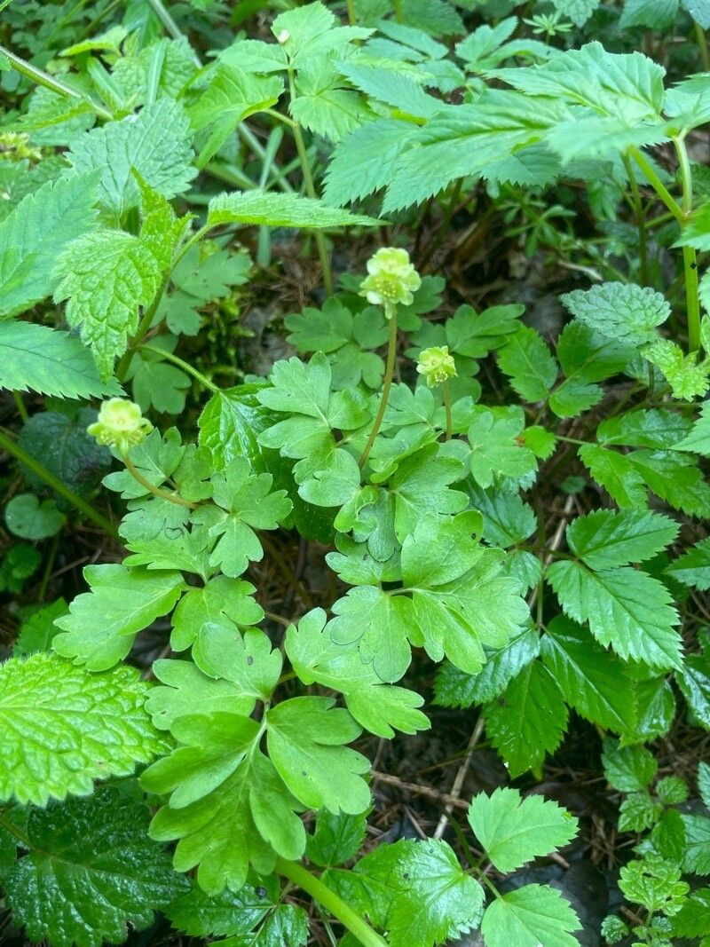 Adoxa moschatellina fruit