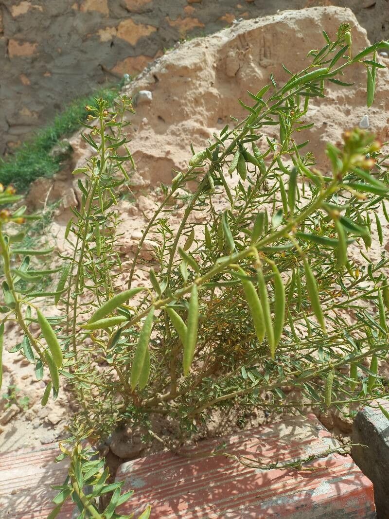 Cleome arabica — related species from the same genus