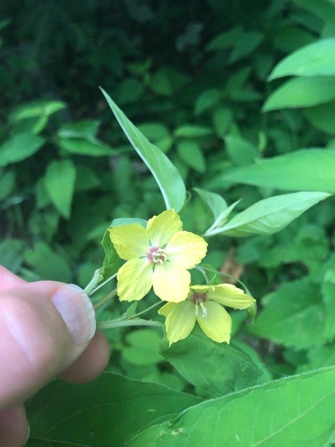 Lysimachia lanceolata flower
