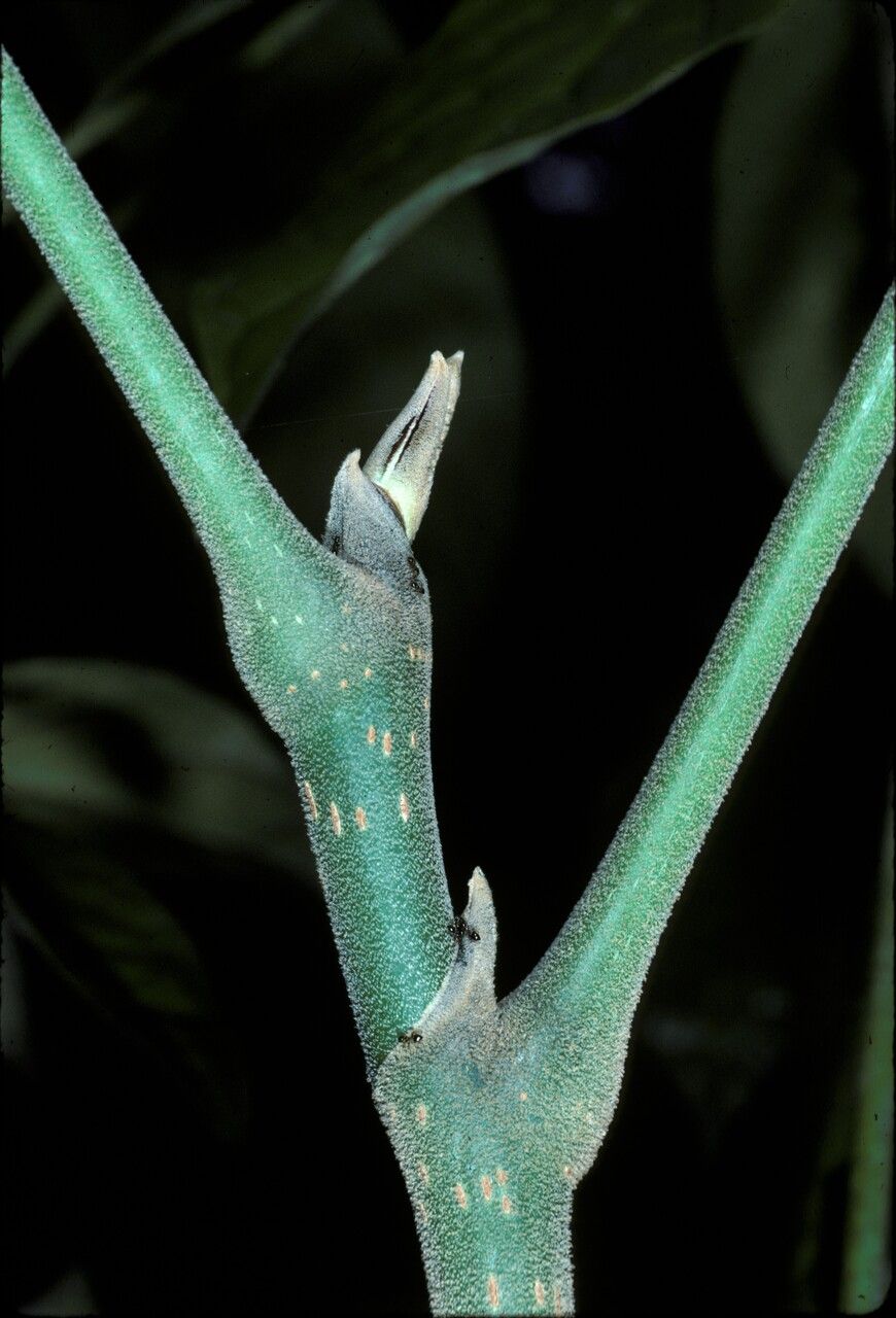 Heptapleurum farinosum bark
