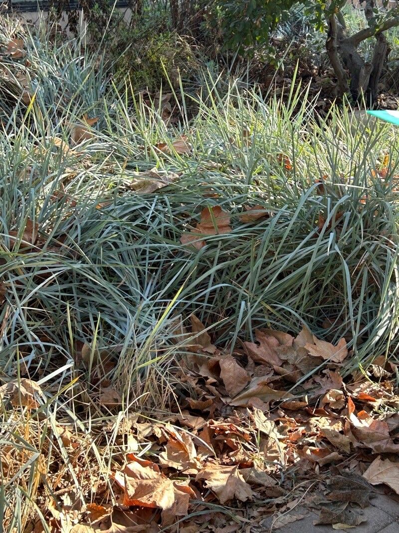 Leymus condensatus — related species from the same genus