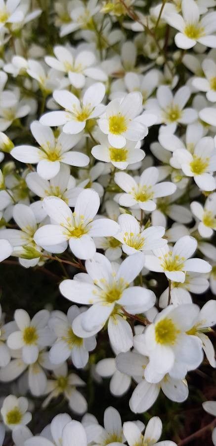 Saxifraga hypnoides flower