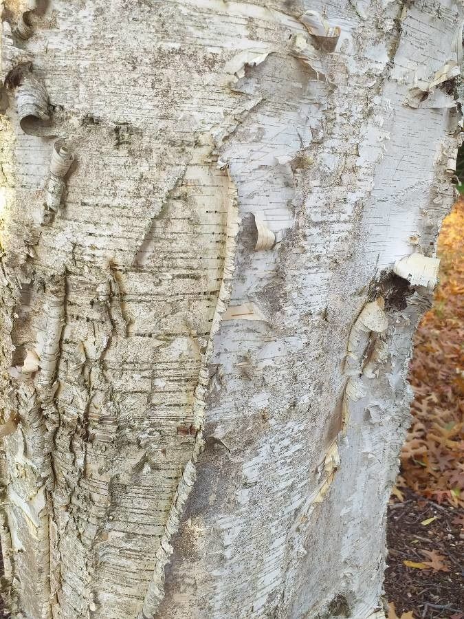 Betula platyphylla bark