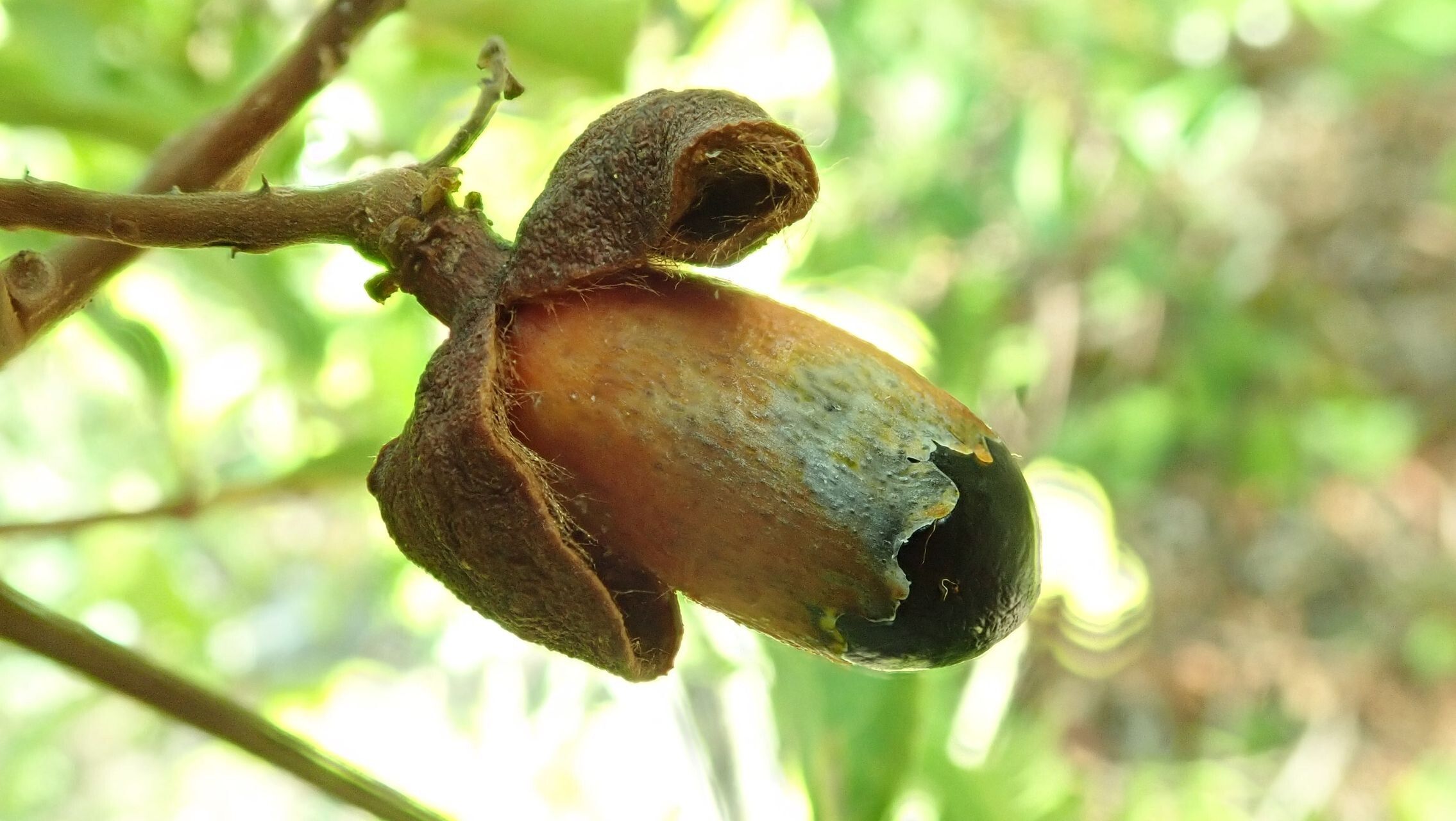 Cupaniopsis petiolulata fruit