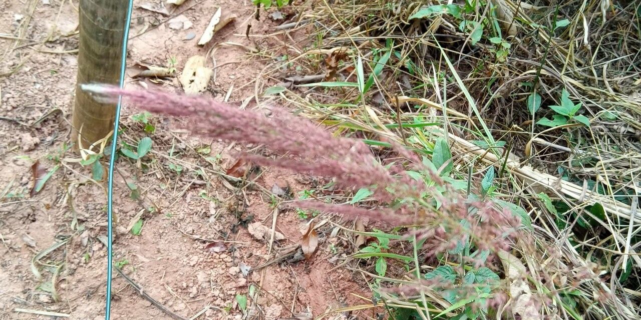 Melinis minutiflora leaf