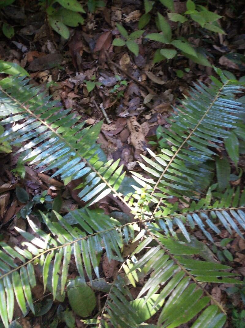 Diospyros dichroa — search result for 'Dichroa'