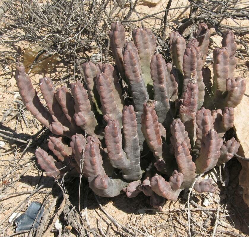 Desmidorchis arabica — related species from the same genus