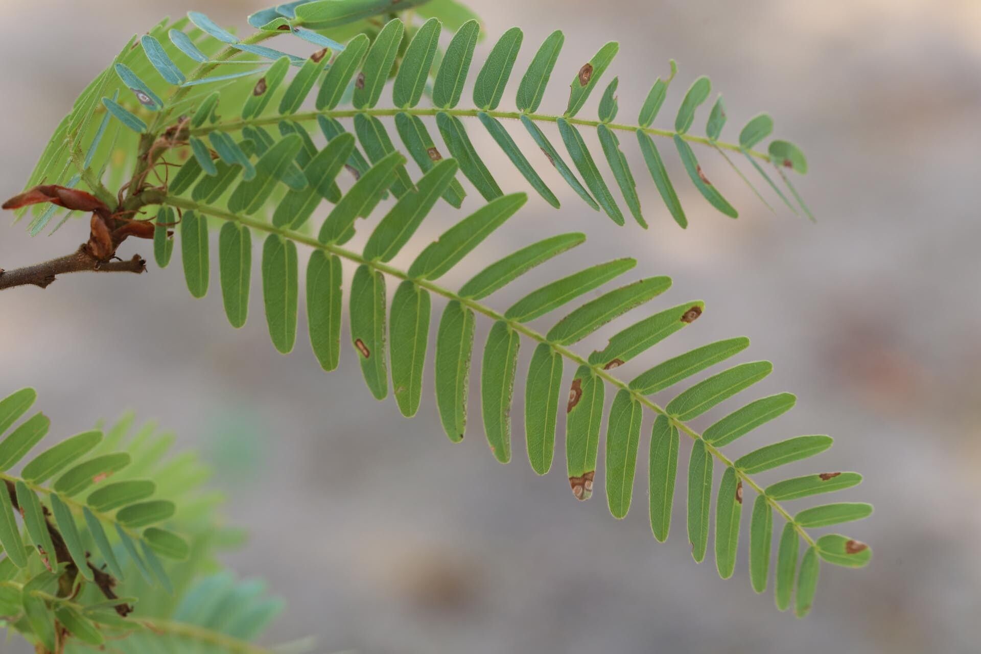 Brachystegia tamarindoides leaf