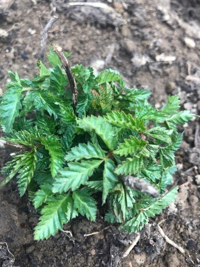 Stephanandra incisa fruit