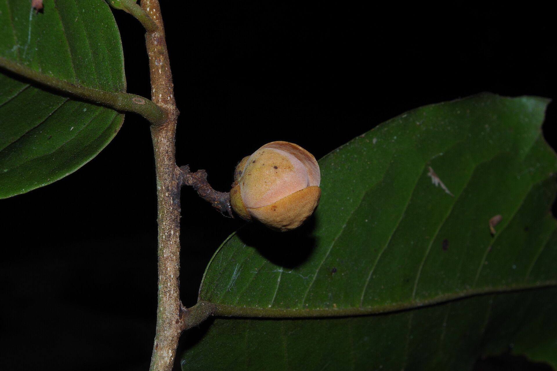 Uvaria obanensis flower