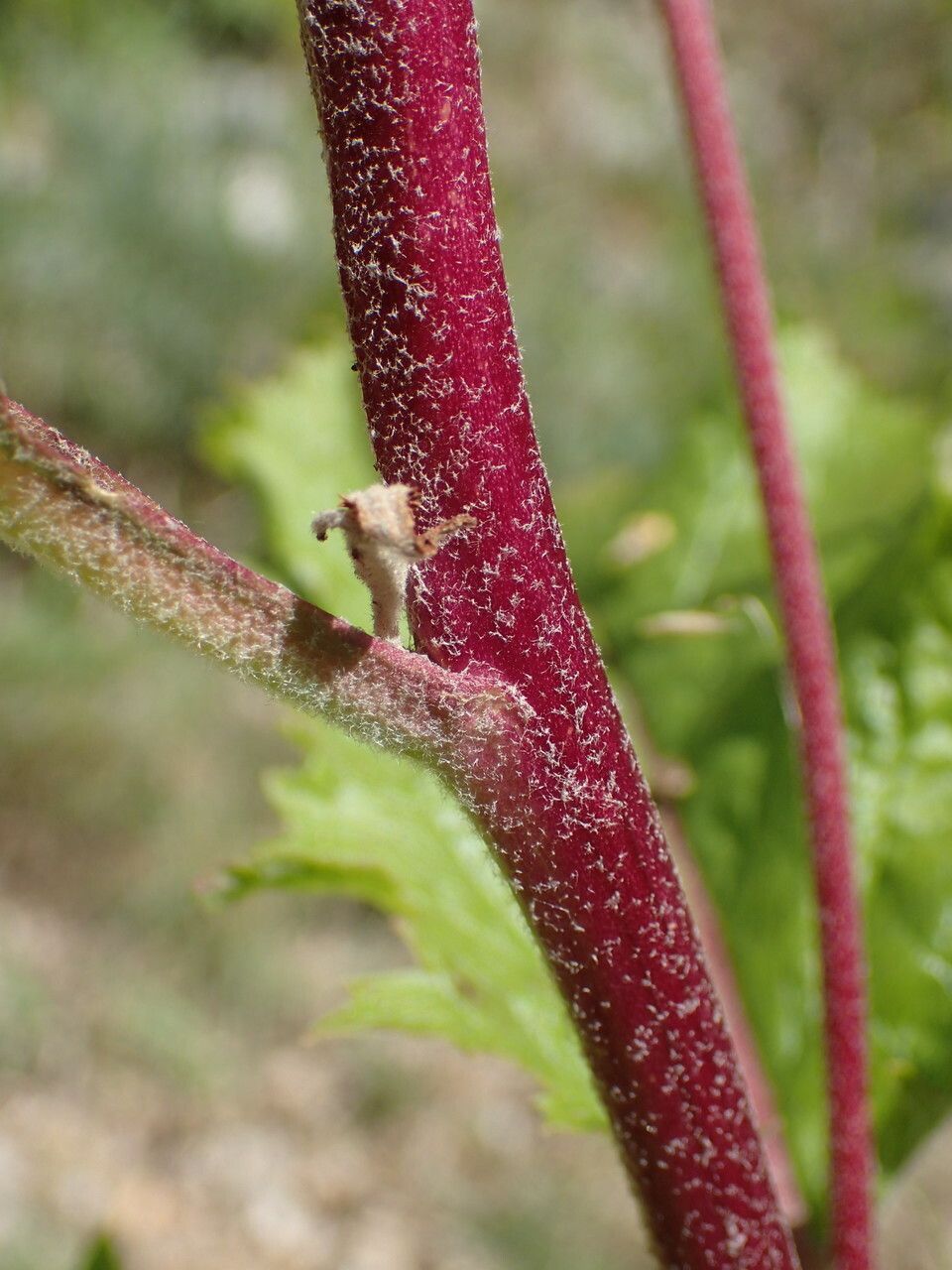 Verbascum chaixii bark