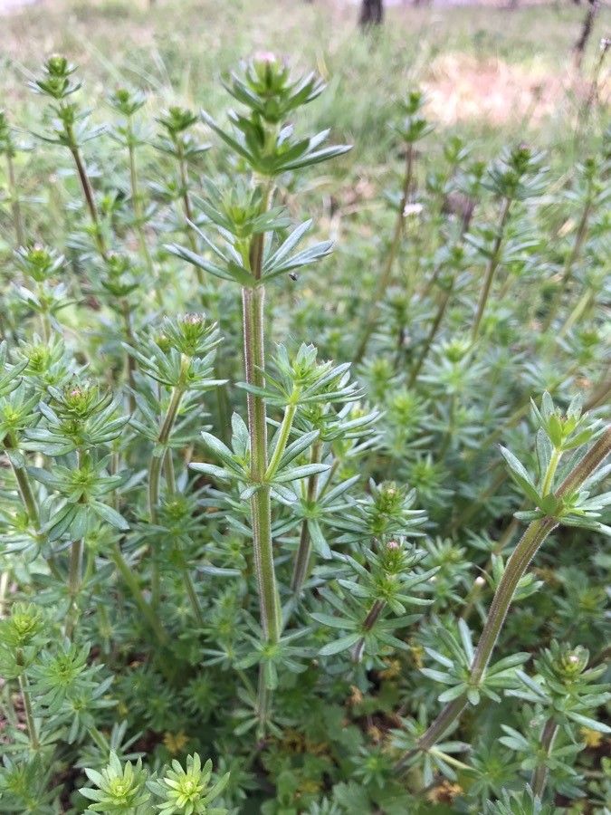 Galium corrudifolium bark