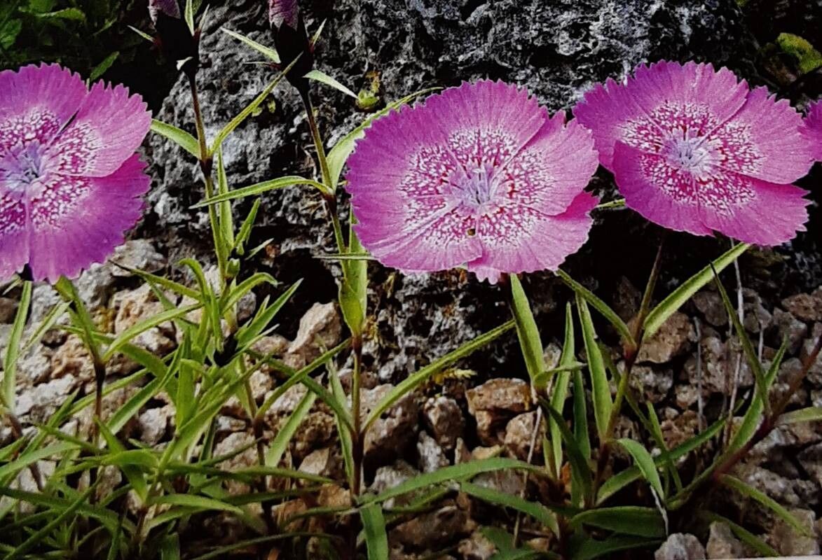 Dianthus callizonus — search result for 'Romania'