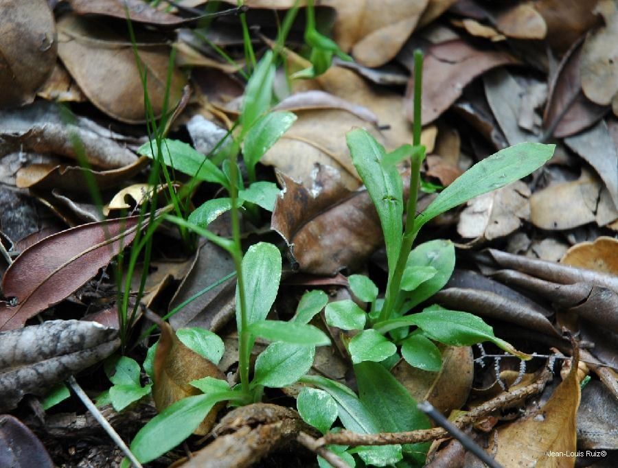 Pterostylis bureaviana habit