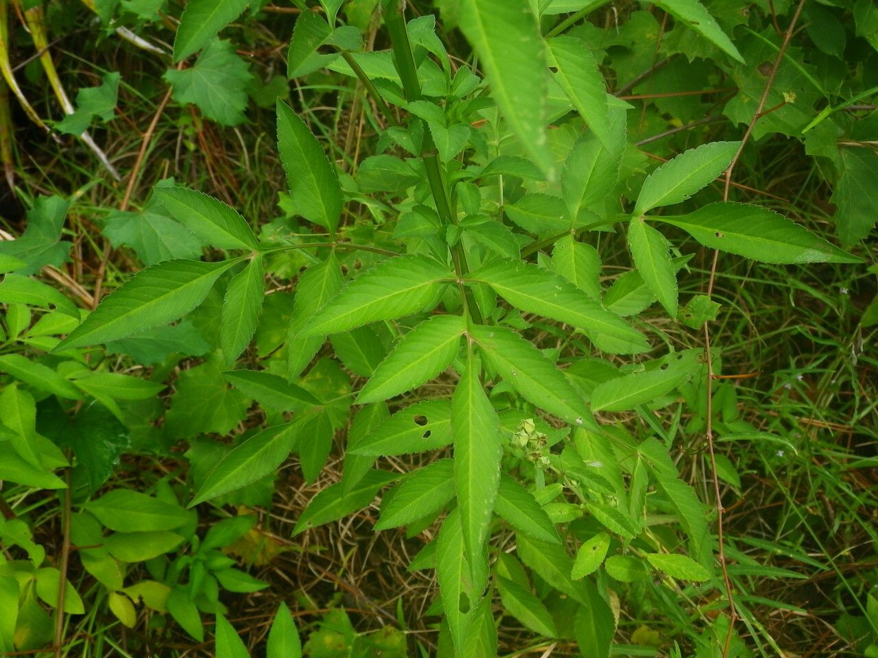 Bidens alba leaf