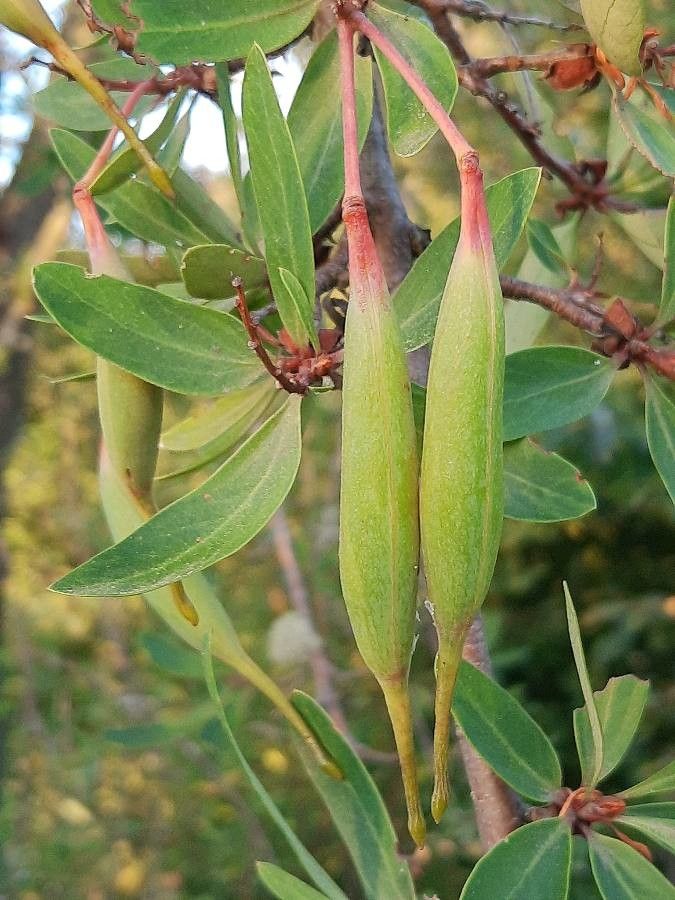 Embothrium coccineum fruit