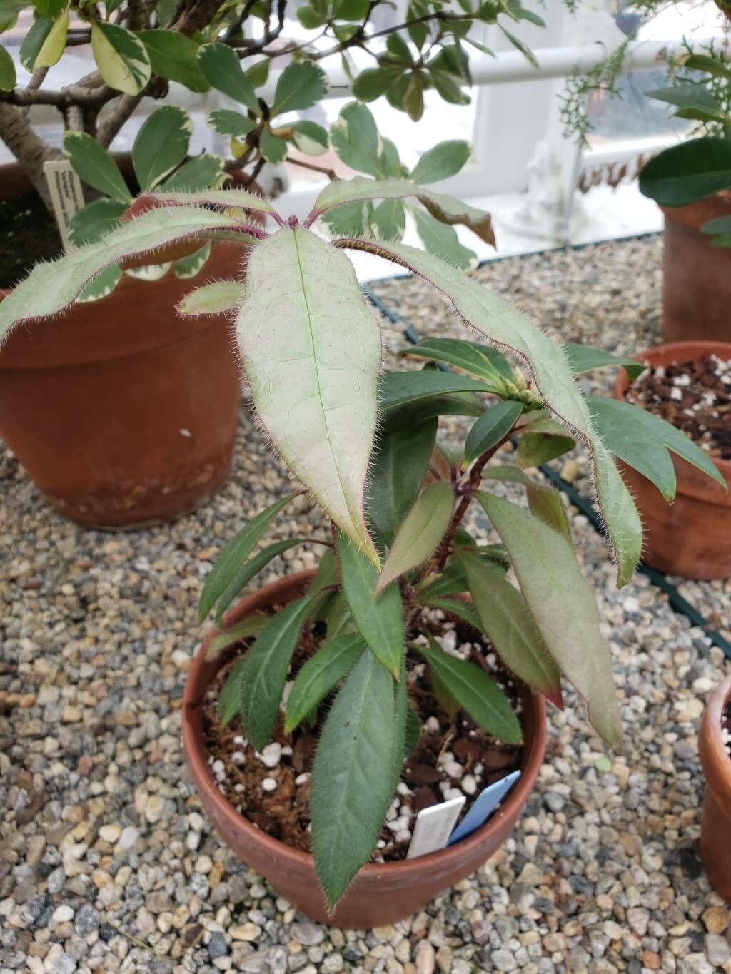 Rhododendron hancockii habit
