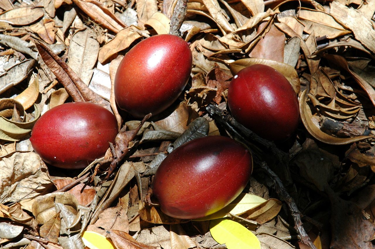 Cerbera manghas fruit