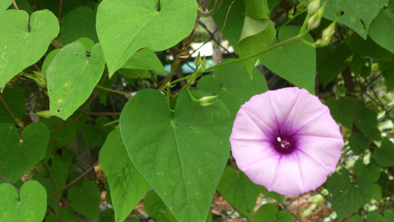 Ipomoea tiliacea leaf