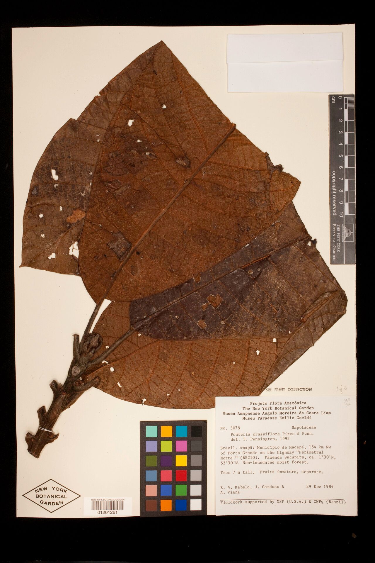 Pouteria crassiflora — houseplant care guide