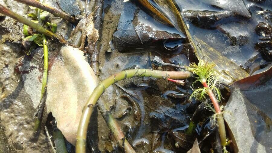 Myriophyllum aquaticum bark