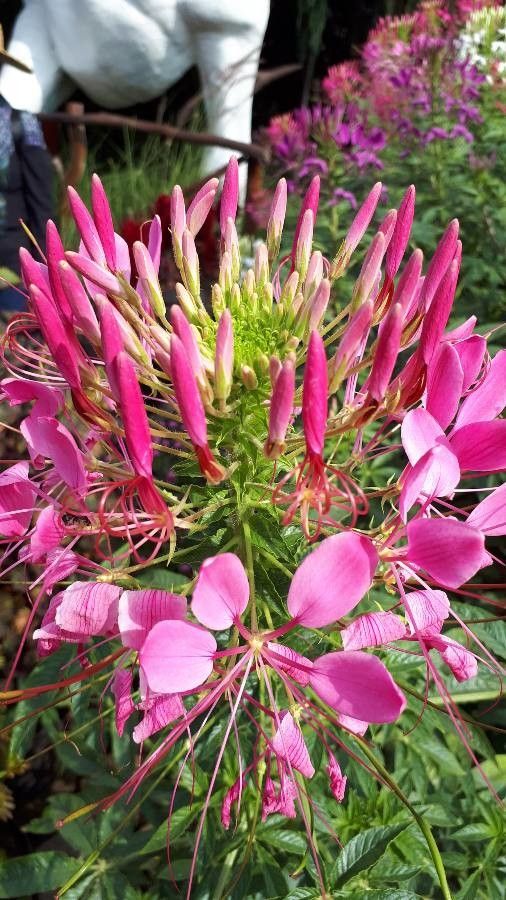 Cleome houtteana flower
