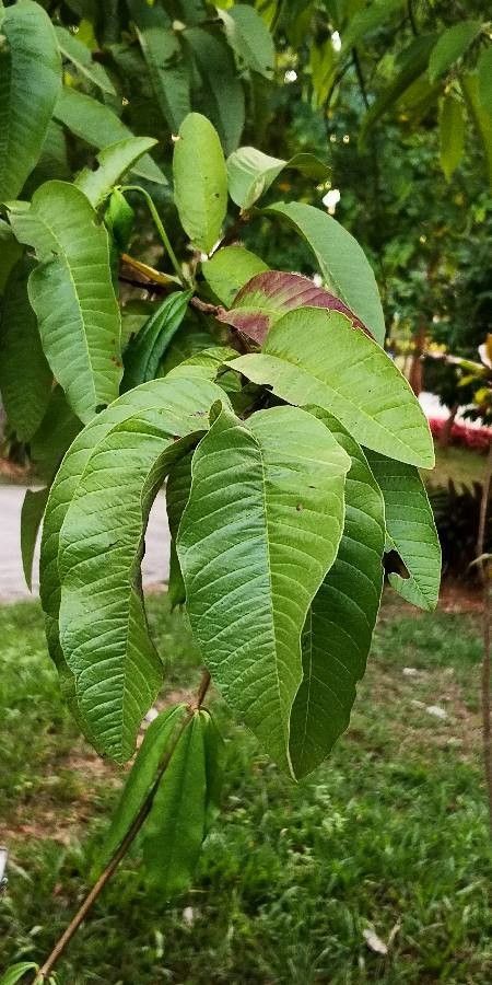 Shorea wangtianshuea — houseplant care guide