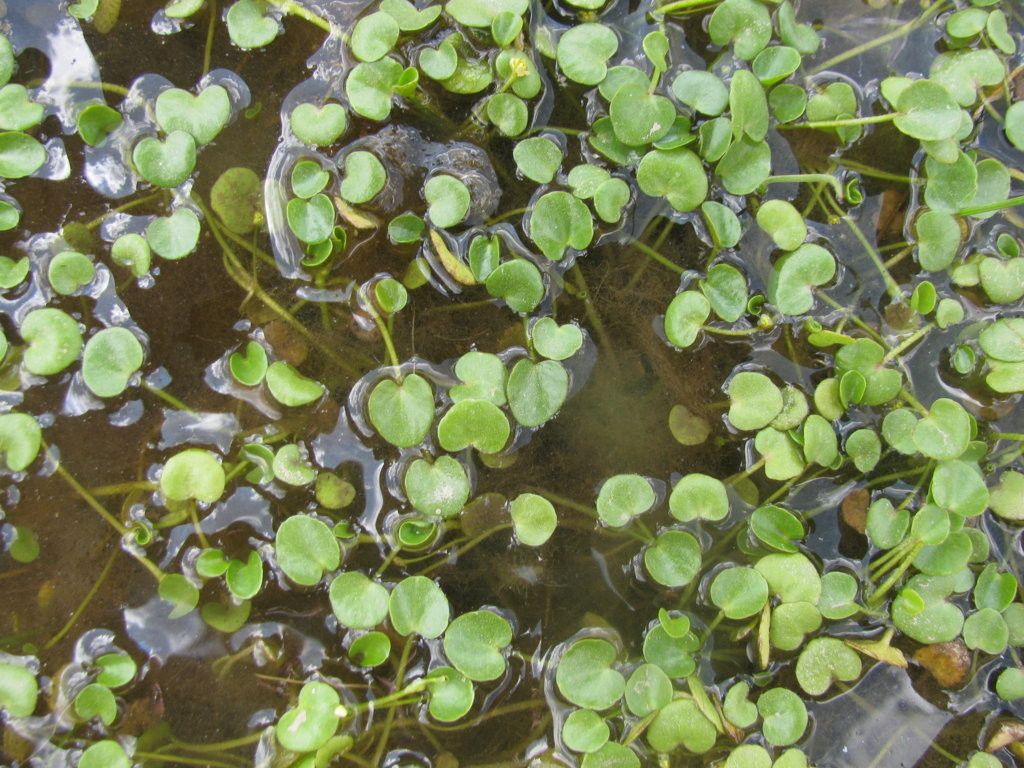 Ranunculus flagelliformis — houseplant care guide