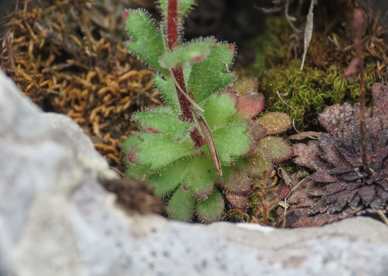 Saxifraga adscendens leaf