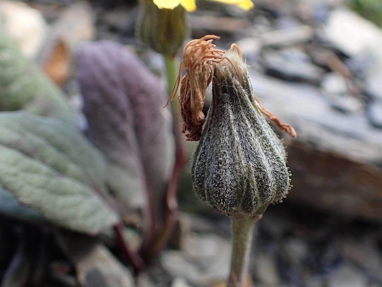 Crepis pygmaea fruit