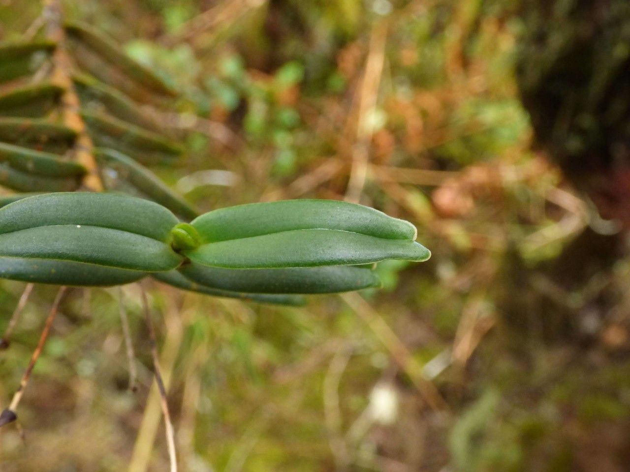 Angraecum costatum leaf
