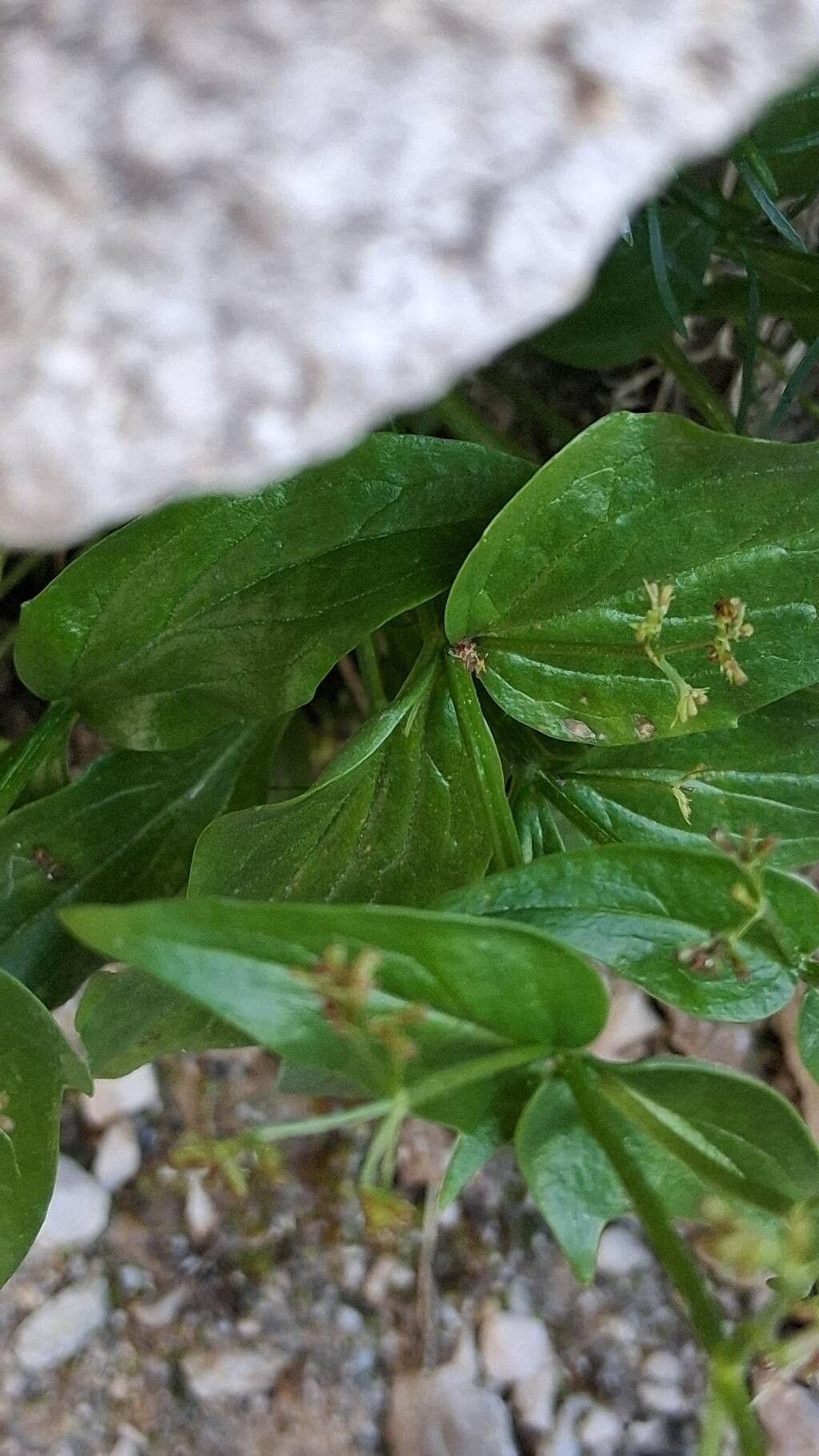 Valeriana elongata — search result for 'Valeriana'