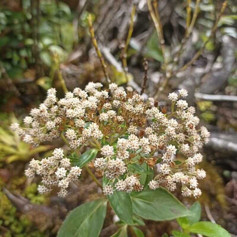Chromolaena glaberrima flower