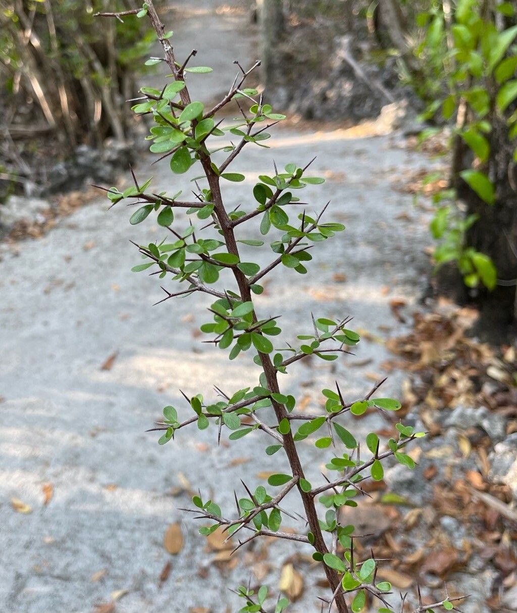 Sideroxylon horridum leaf