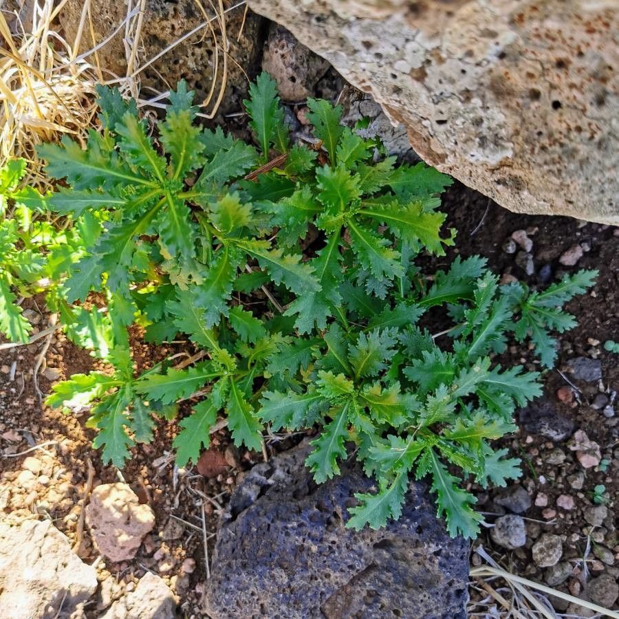 Argyranthemum pinnatifidum — search result for 'Argyranthemum'